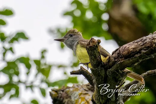Great Crested Flycatcher