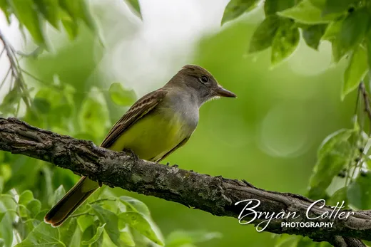 Great Crested Flycatcher photographed in Texas by Bryan Cotter