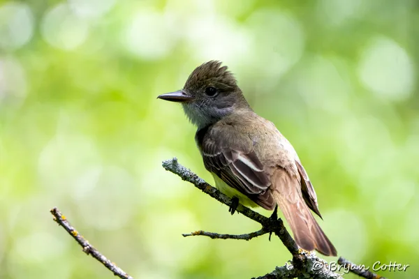 Great Crested Flycatcher photographed in Texas by Bryan Cotter