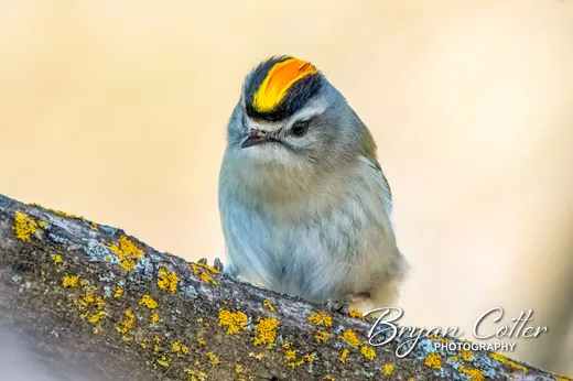 Golden-crowned Kinglet