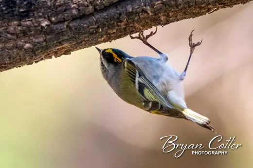 Golden-crowned Kinglet
