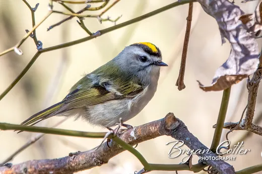 Golden-crowned Kinglet