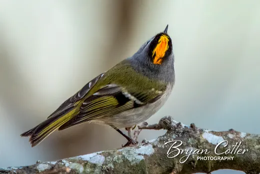 Golden-crowned Kinglet