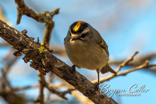 Golden-crowned Kinglet