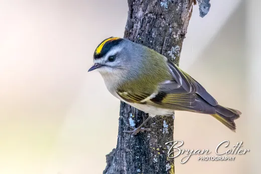 Golden-crowned Kinglet