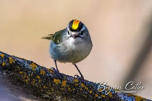Golden-crowned Kinglet