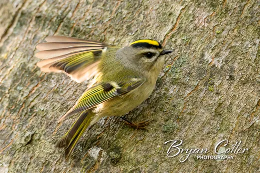 Golden-crowned Kinglet