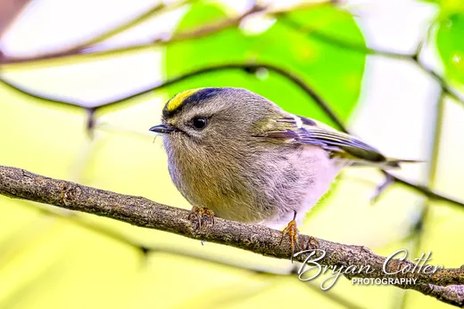 Golden-crowned Kinglet
