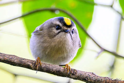 Golden-crowned Kinglet