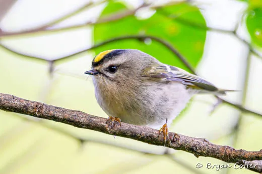 Golden-crowned Kinglet