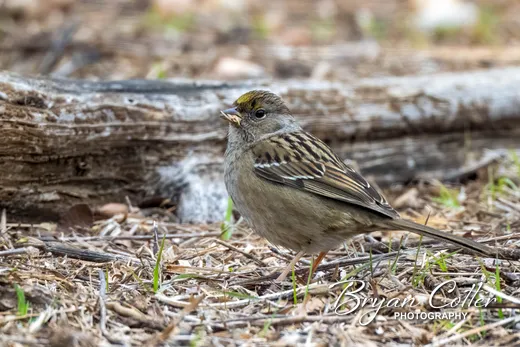 Golden-crowned Sparrow