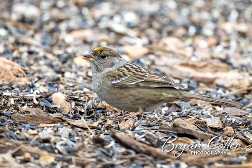 Golden-crowned Sparrow