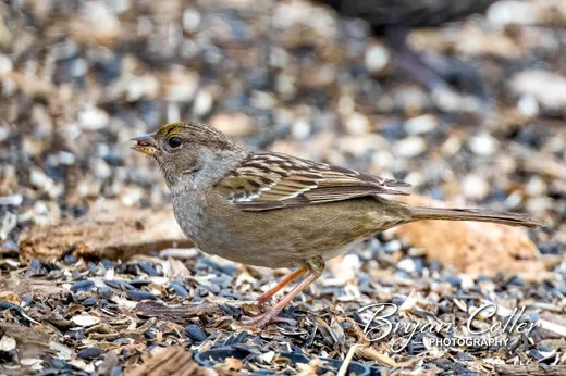 Golden-crowned Sparrow