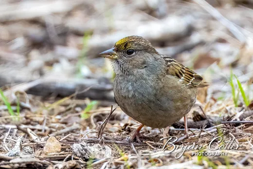 Golden-crowned Sparrow