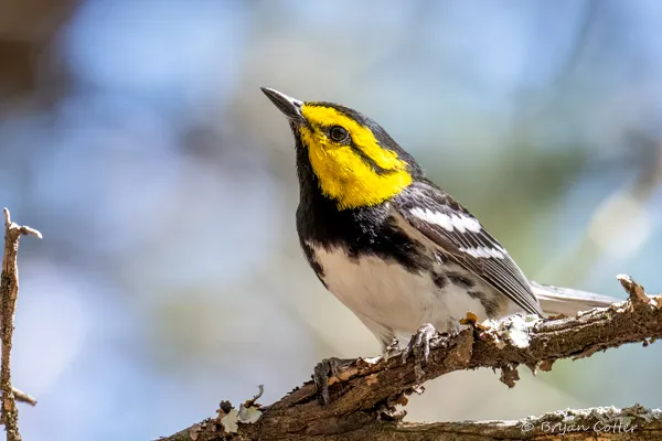Golden-cheeked Warbler
