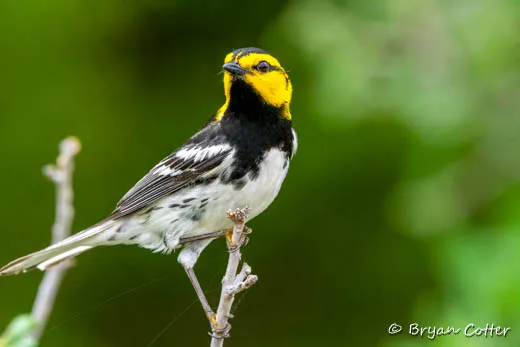Golden-cheeked Warbler - photo by Bryan Cotter