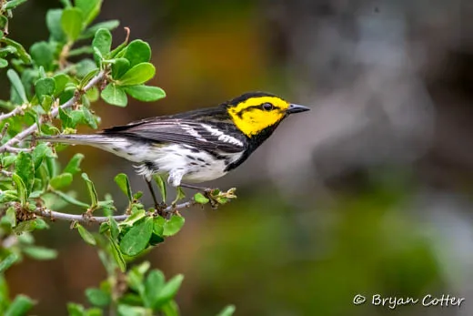 Golden-cheeked Warbler