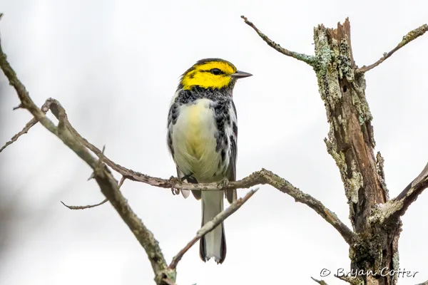 Golden-cheeked Warbler