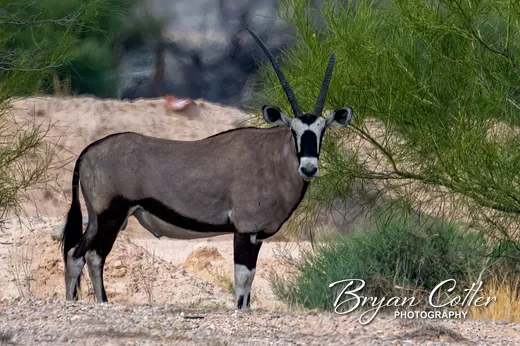 Gemsbok