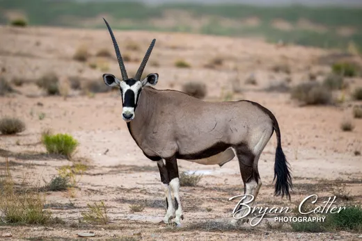 Gemsbok