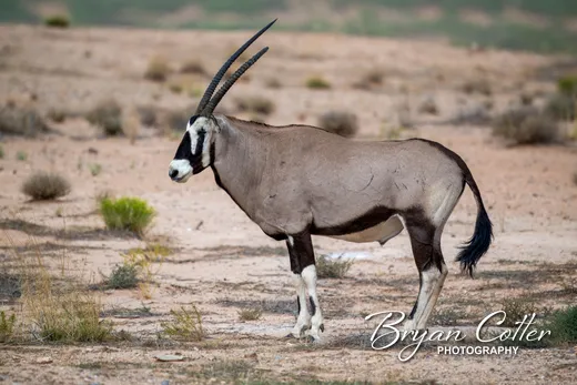 Gemsbok