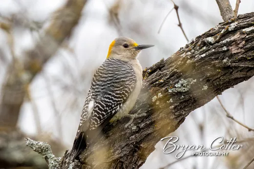 Golden-fronted Woodpecker