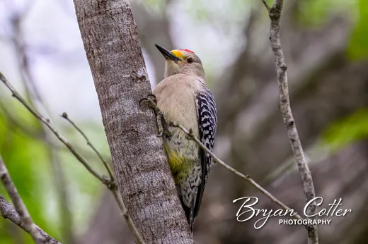 Golden-fronted Woodpecker