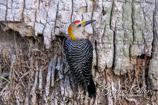 Golden-fronted Woodpecker photographed in Texas by Bryan Cotter