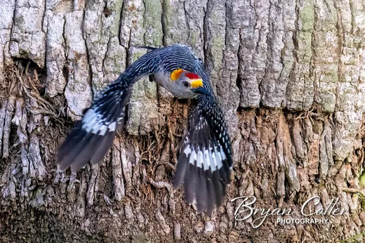 Golden-fronted Woodpecker