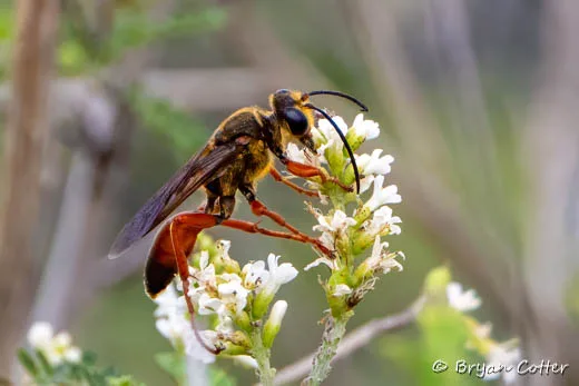 Great Golden Digger Wasp