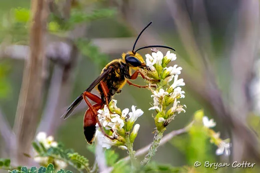Great Golden Digger Wasp