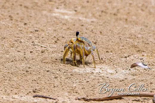 Ghost Crab photographed in Texas by Bryan Cotter