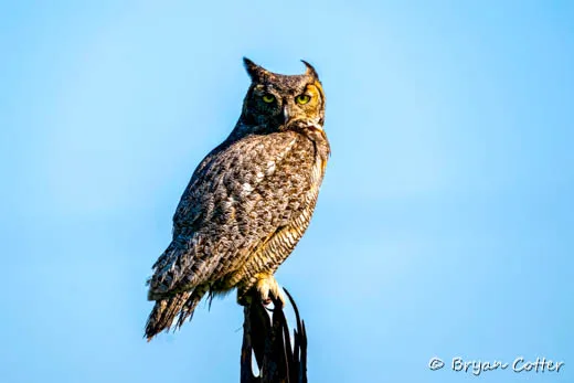 Great Horned Owl