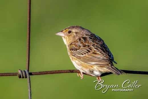 Grasshopper Sparrow