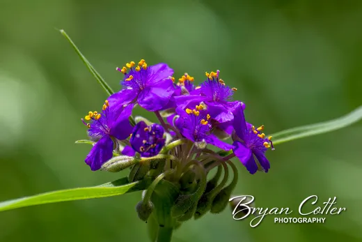 Giant Spiderwort photographed in Texas by Bryan Cotter