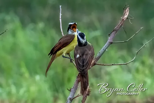 Great Kiskadee