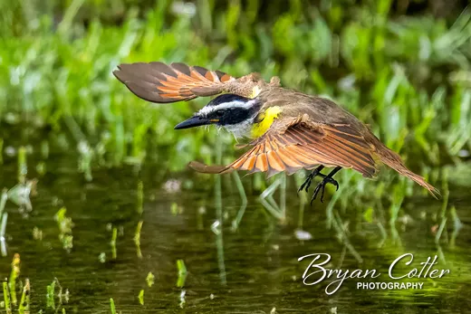 Great Kiskadee