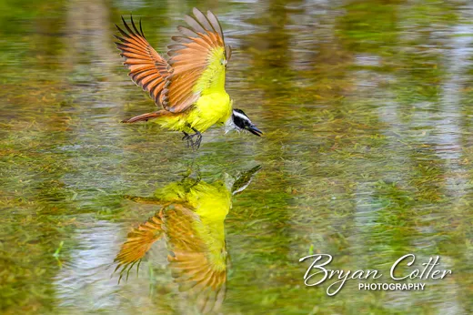 Great Kiskadee