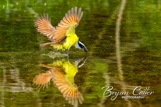 Great Kiskadee