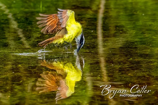 Great Kiskadee