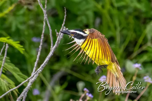 Great Kiskadee