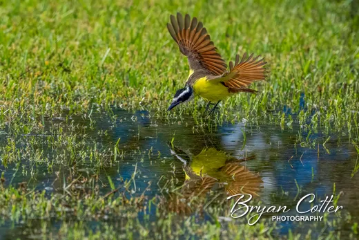 Great Kiskadee