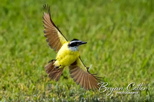 Great Kiskadee
