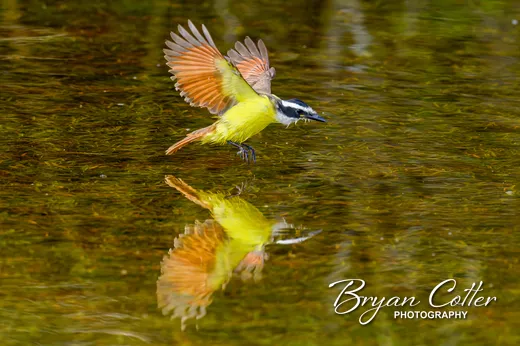 Great Kiskadee