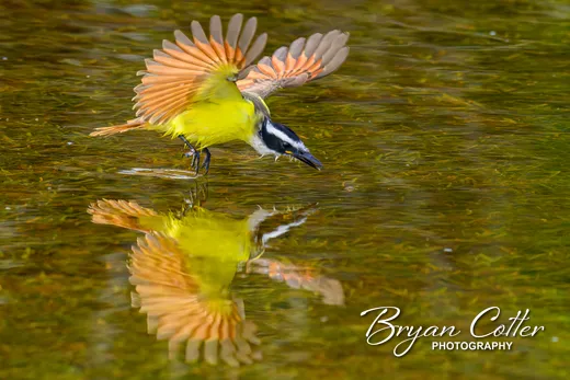 Great Kiskadee