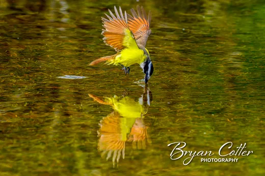 Great Kiskadee