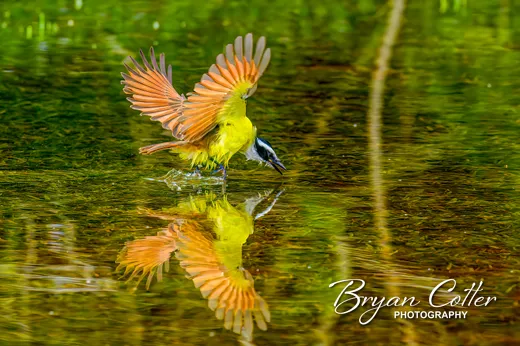 Great Kiskadee