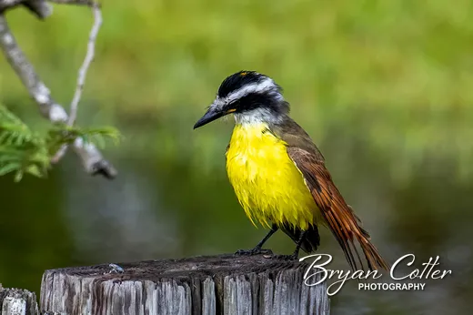 Great Kiskadee