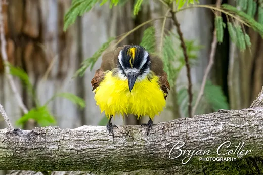 Great Kiskadee