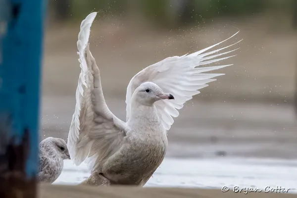 Glaucous Gull